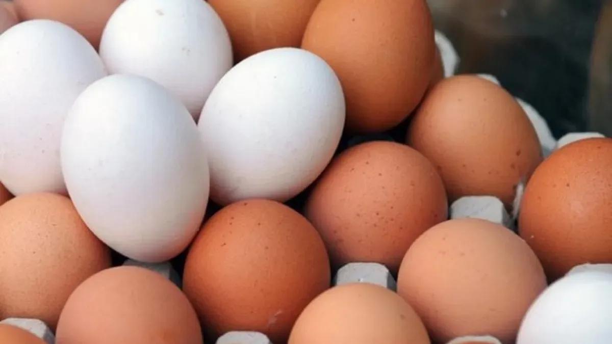 الزراعة تكشف الفرق بين البيض الأبيض عن الأحمر وسبب اختلاف اسعارهما