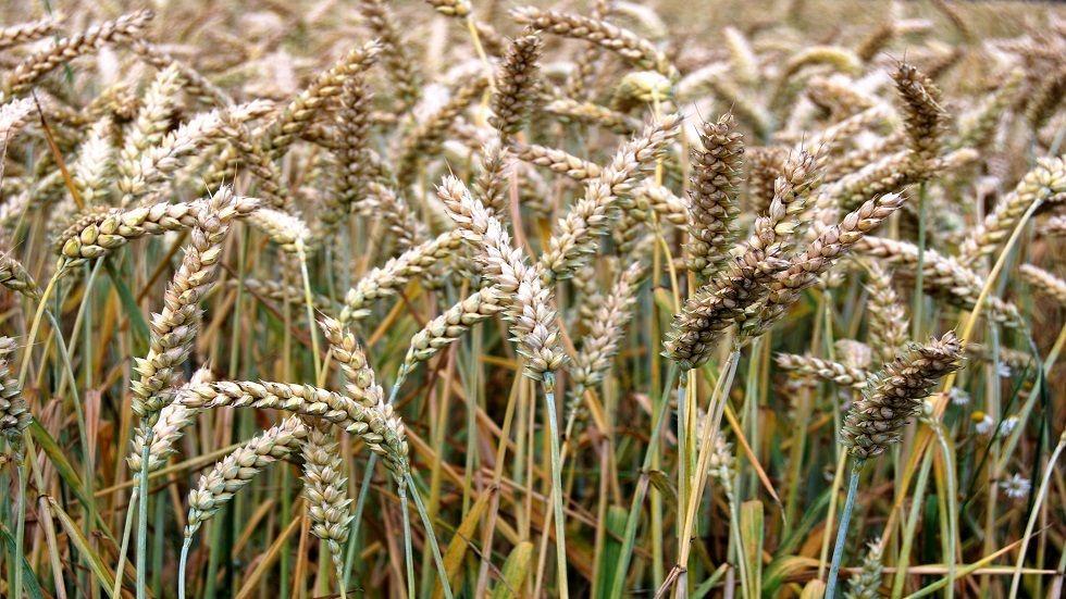 الولايات المتحدة.. ابتكار أصناف من القمح تنتج السماد بنفسها