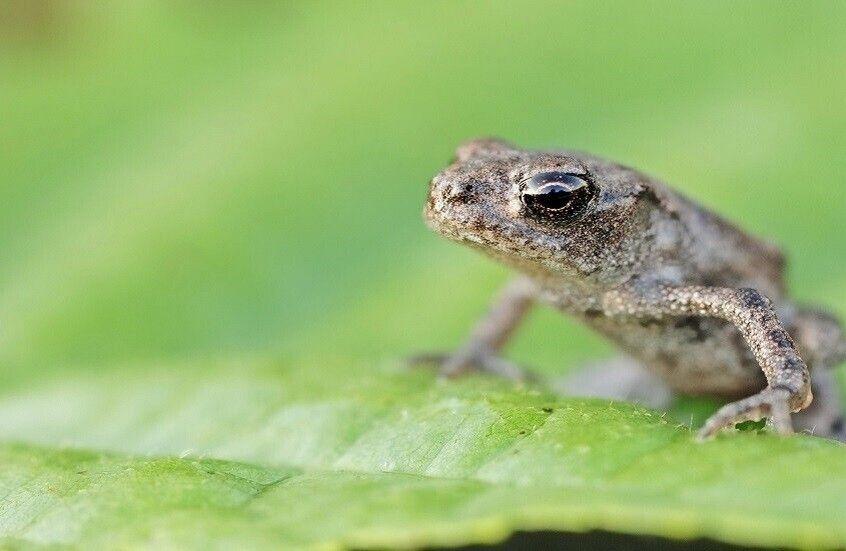 نقلت الى المشفى.. عجوز صينية تأكل ثماني ضفادع حية لتشفى من ألم في ظهرها