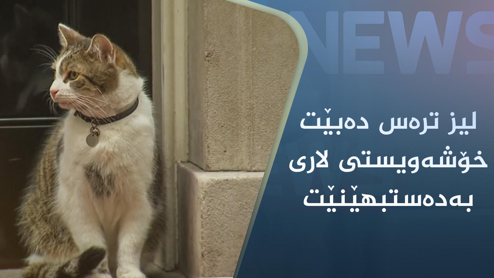 هیچت بیستووە لە بارەی پشیلەکەی داون ستریتەوە؟