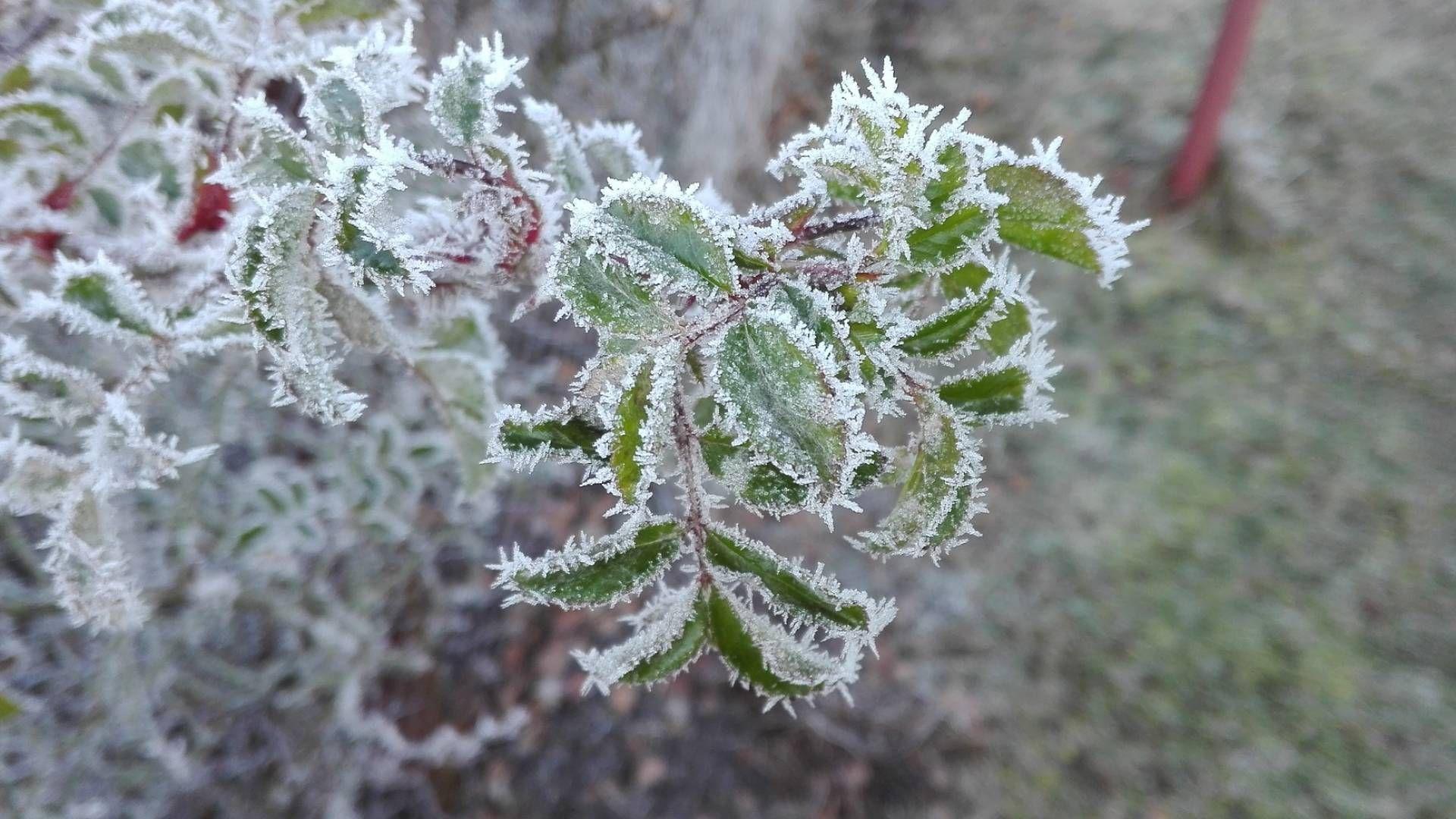 طقس العراق.. انجماد أرضي وتشكل الصقيع في بعض المناطق
