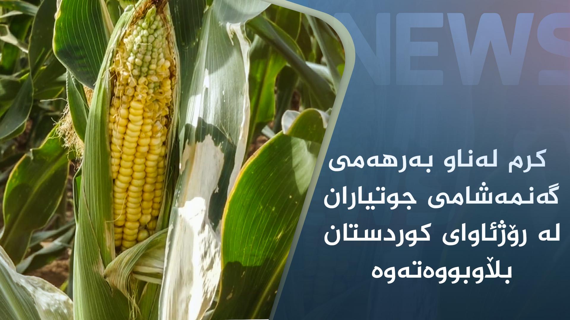 لە رۆژئاوای کوردستان کرم لەناو بەرھەمی گەنمەشامی جوتیاران بڵاوبووەتەوە