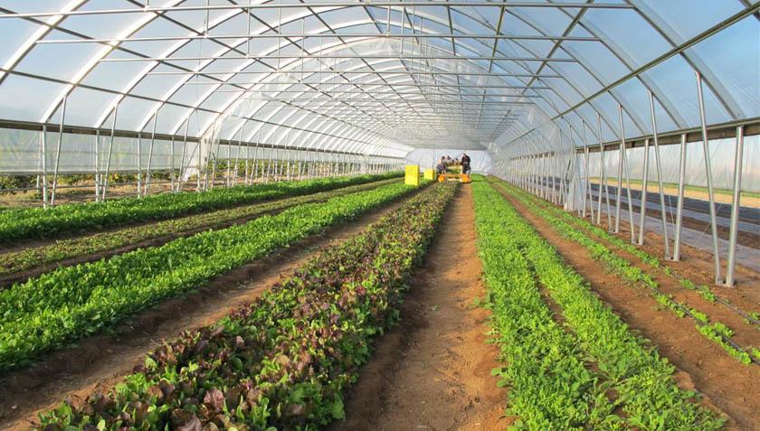 راھێنانکردن بە ١١ ھەزار دەرچووی بەشی کشتوکاڵی ھەرێم دەستیپێکرد