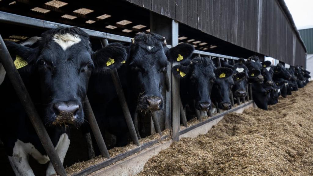 وەزارەتی كشتوكاڵی عێراق: هاوردەكردنی ئاژەڵی گەورە بەردەوامی دەبێت