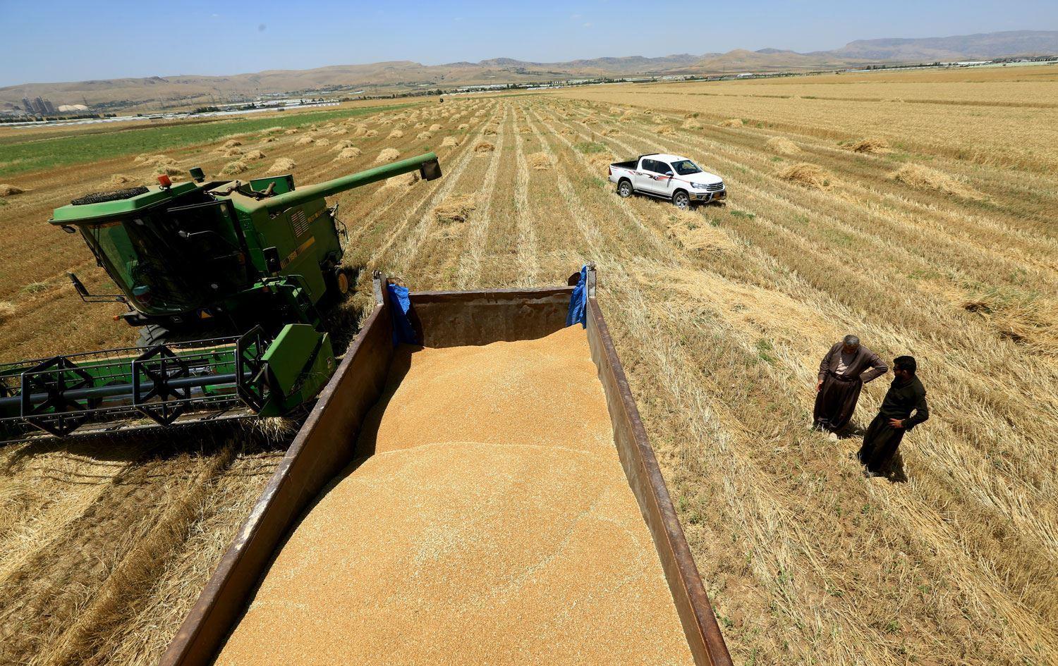 وەزارەتی کشتوکاڵ لەبارەی وەرگرتنی گەنمی جوتیارانەوە رونکردەوە دەدات