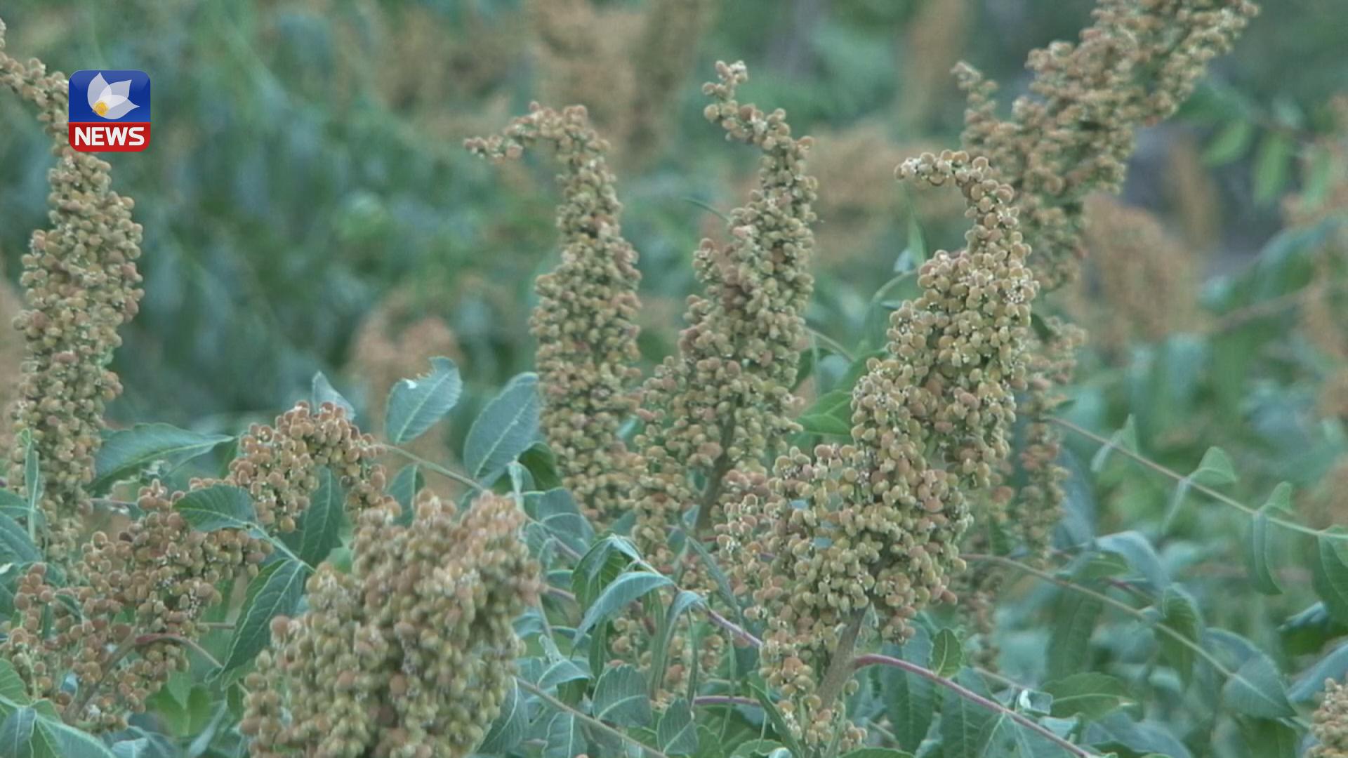 جاڵجاڵۆکە زیانێکی زۆری بە دار سماقەکانی ئاکرێ گەیاندووە