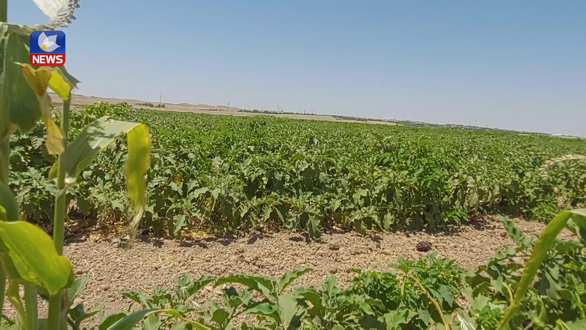 نەبوونی ساردکەرەوە زیانی زۆری بە کشتوکاڵی گەرمیان گەیاندووە