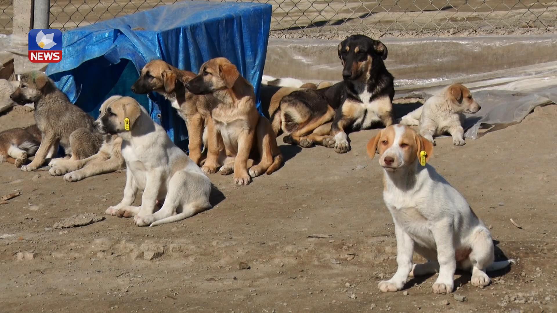 تەندروستی عێراق: لەمساڵدا ٩٠٠ حاڵەتی تووشبوون بە ھاری سەگ  لە بەغداد تۆمارکراوە