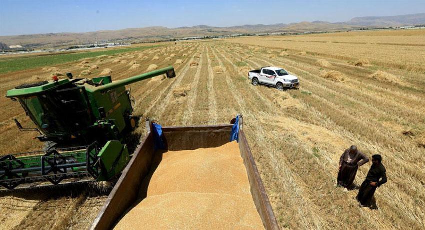 بڕە پارەیەکی تری گەنمی جوتیاران دەگاتە ھەرێمی کوردستان 
