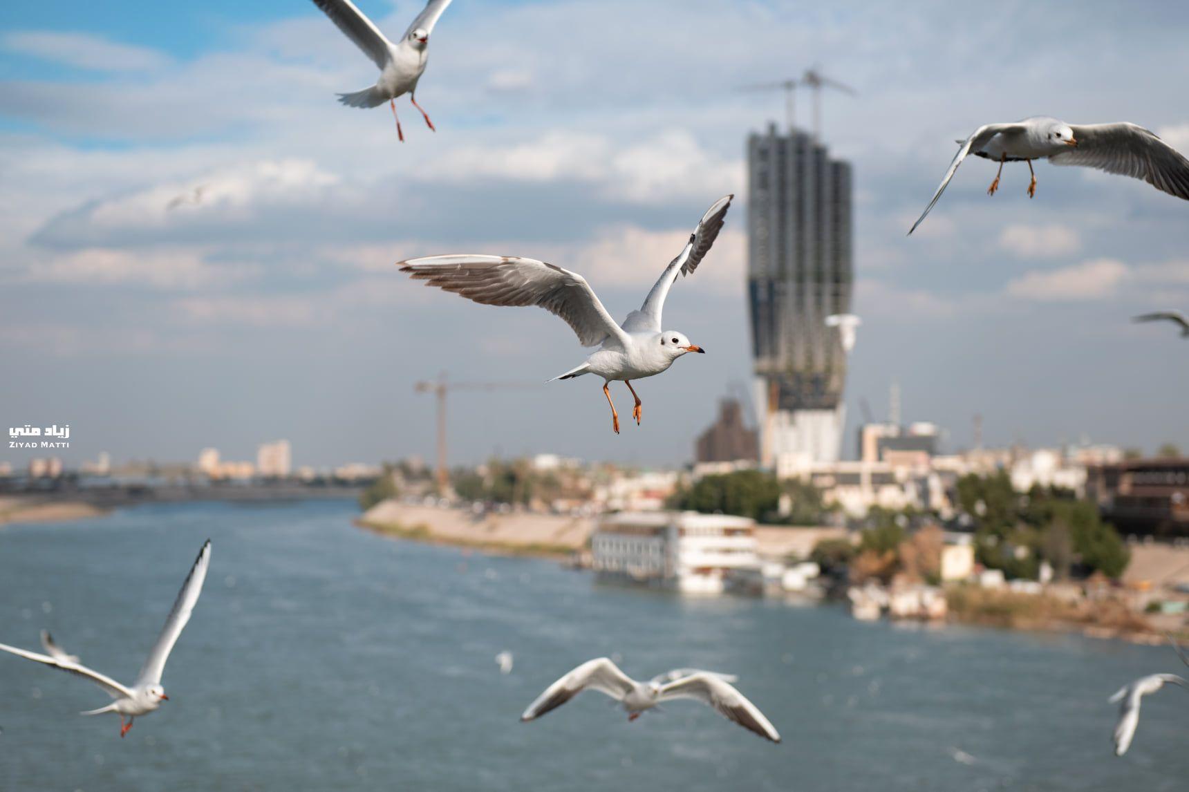 طقس العراق.. غيوم ورياح وانخفاض بدرجات الحرارة في عموم البلاد