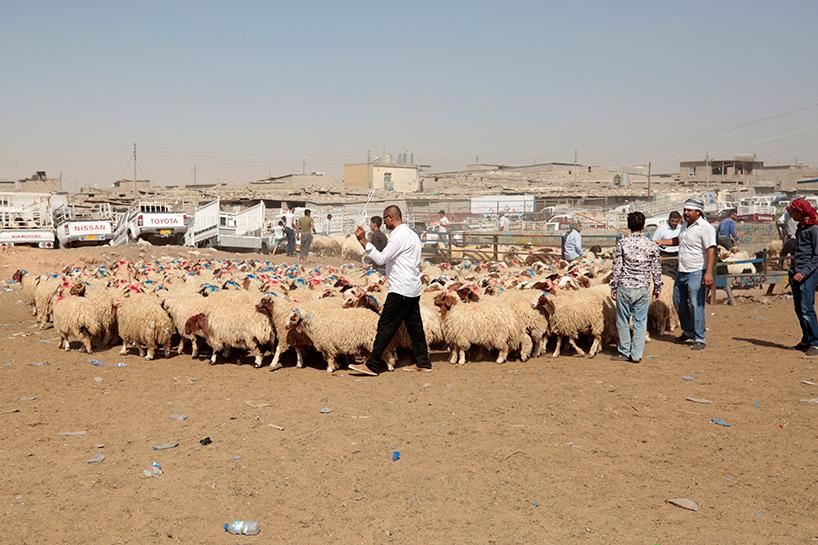 بەھۆی بڵاوبوونەوەی تای خوێنبەربوون تەویلەکانی ماڵات دەرمانڕێژ دەکرێن