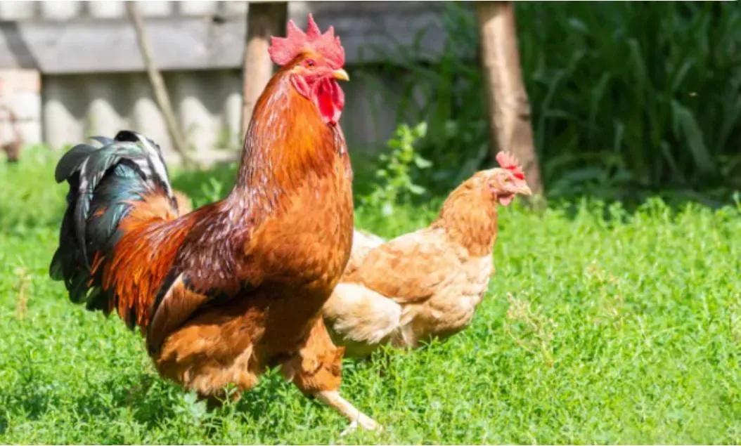 صياحه يزعج الجيران.. غرامة بحق بريطاني بسبب ديك