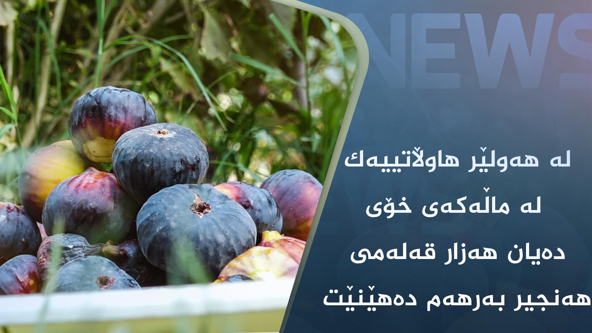 لە ھەولێر ھاووڵاتییەک لە ماڵەکەی خۆی دەیان ھەزار قەلەمی ھەنجیر بەرھەم دەھێنێت