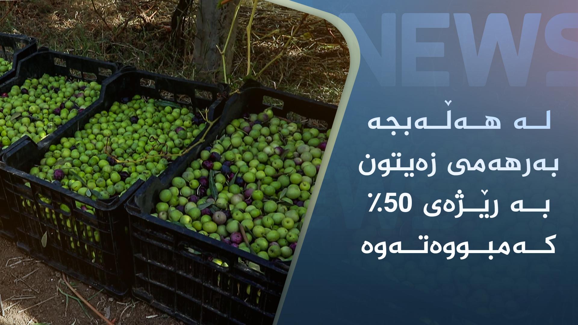 لە هەڵەبجە بەرهەمی زەیتون بە رێژەی 50% كەمبووەتەوە