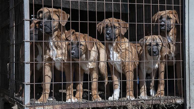 کوریای باشور خواردنی گۆشتی سەگی قەدەغەدەکات