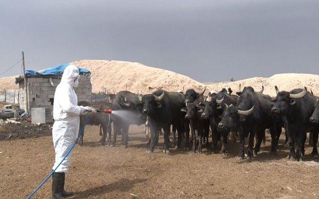 اقليم كوردستان يعلن حالة تأهب قصوى بسبب الحمى النزفية