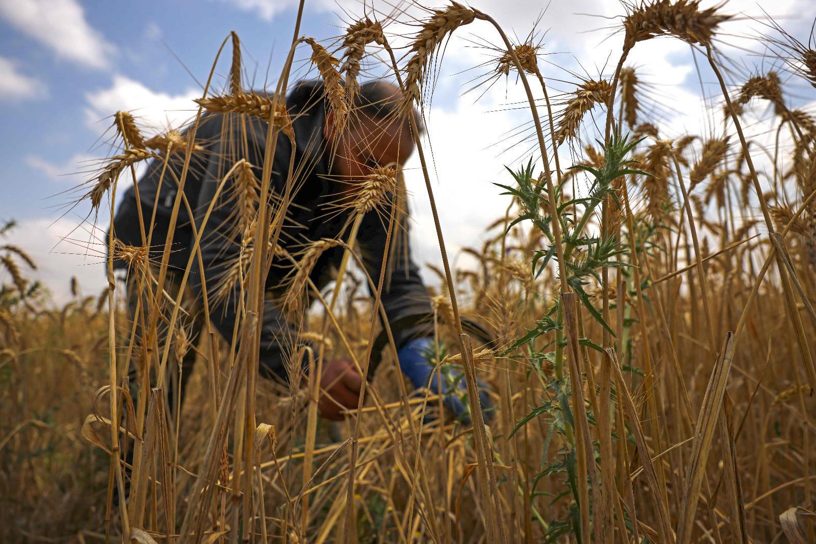 وەزارەتی کشتوکاڵی عێراق: بەرھەمی ئەمساڵی گەنم زیاتر لە 4.5 ملیۆن تۆن دەبێت