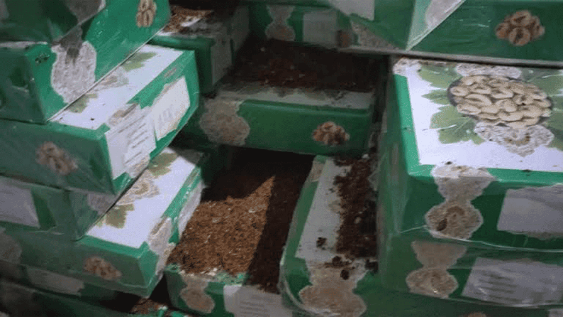 ئاسایشی راپەڕین: دەست بەسەر شەش تۆن هەنجیری خراپبوودا گیرا