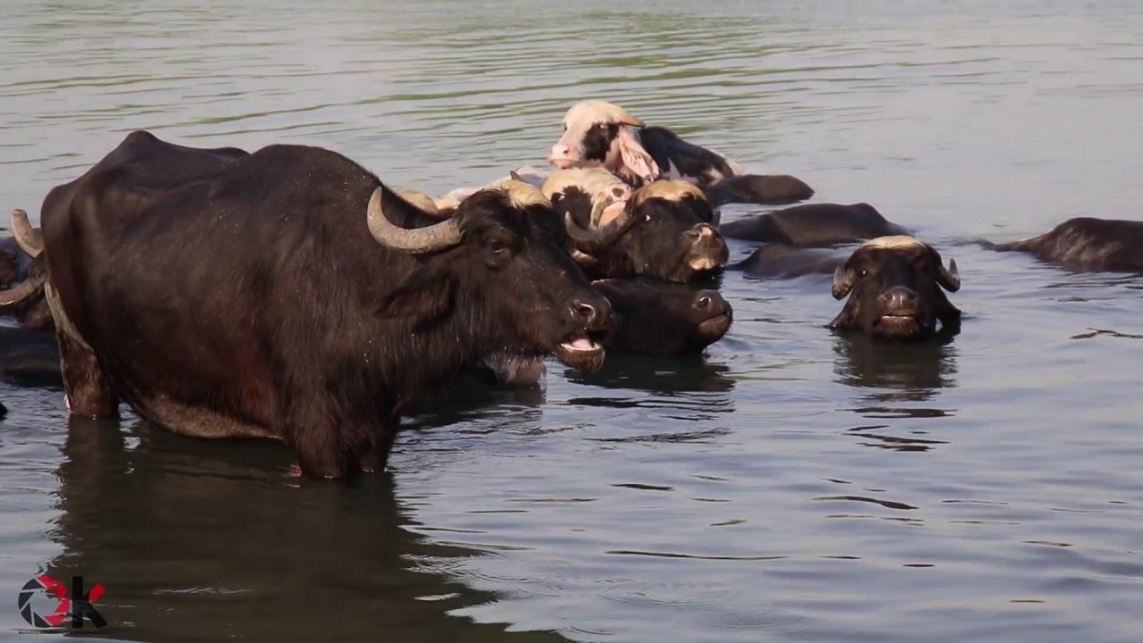 ذي قار: الحمى القلاعية لاتستدعي التهويل ونسبة الهلاكات أقل من 1 بالمئة؜