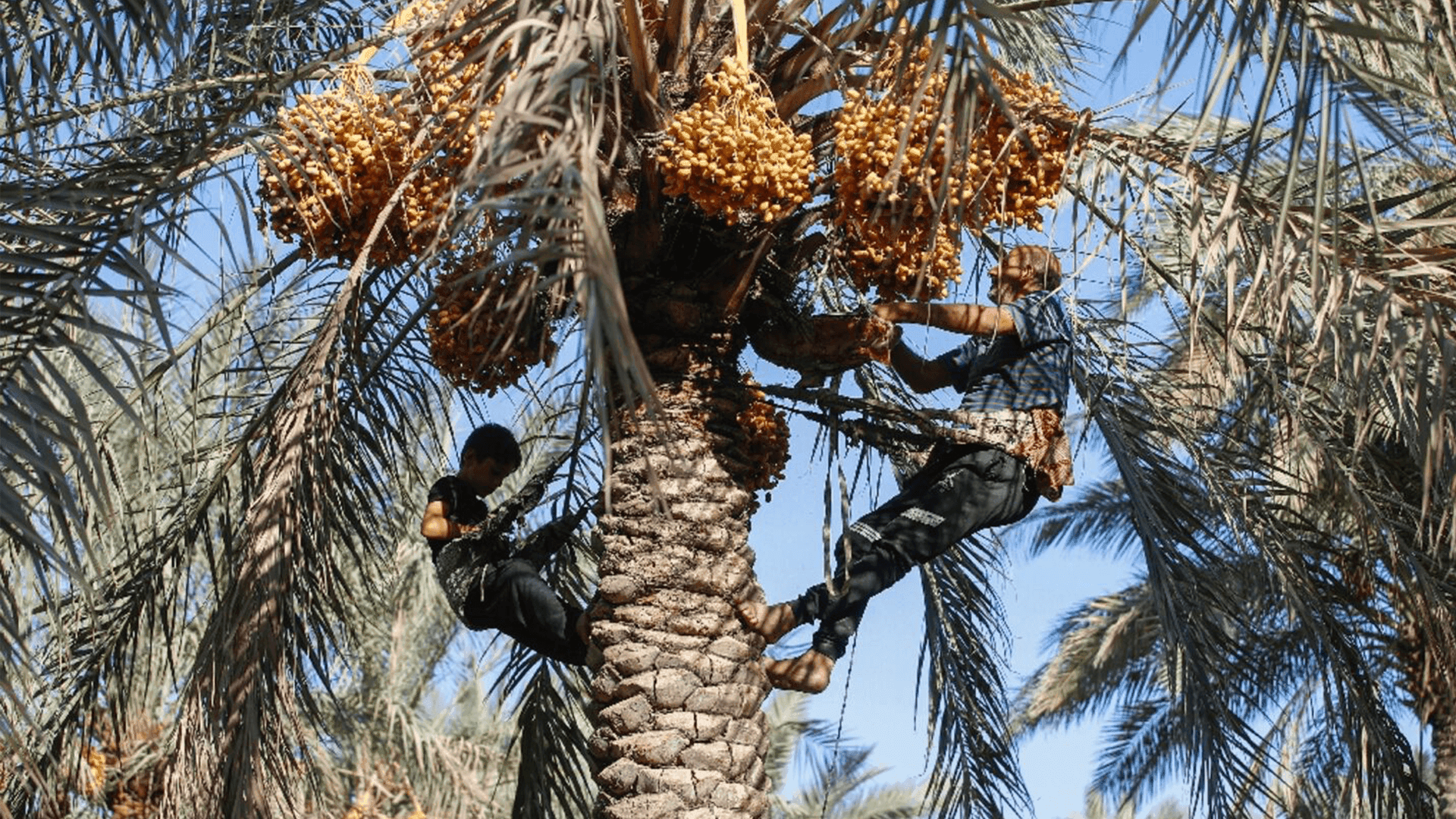 بازرگانی عیراق: داهاتی هەناردەكردنی خورما 500 ملیار دیناری تێپەڕاندووە