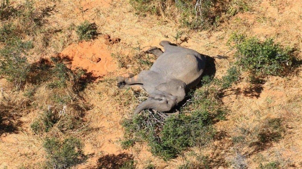  بسبب الجفاف.. نفوق جماعي لفيلة في بوتسوانا  