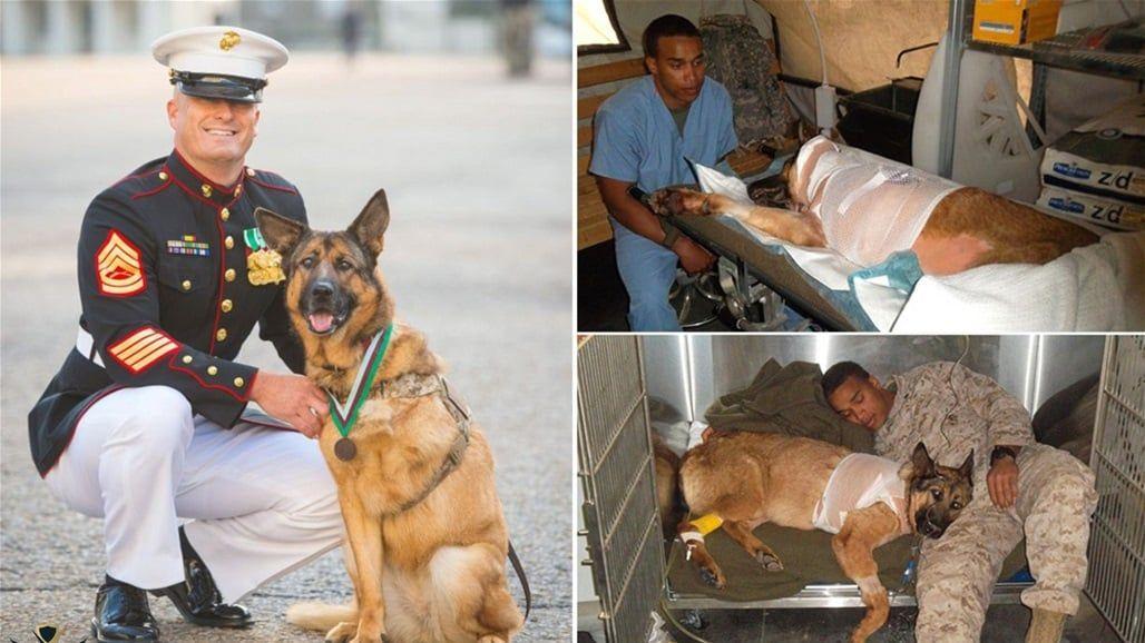 إقامة تمثال لكلب عسكري امريكي خدم في العراق 