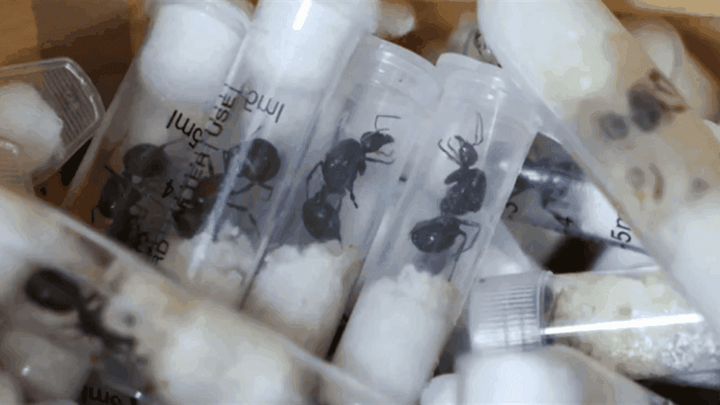 تحقيق قضائي دولي حول تهريب نمل