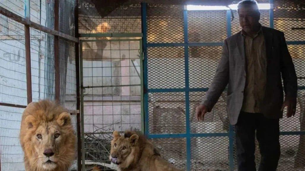 تقرير: اكثر من 200 اسرة عراقية تقوم بتربية حيوانات مفترسة