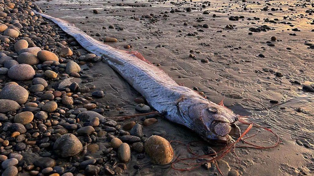 سمكة يوم القيامة تظهر على شاطئ في أستراليا