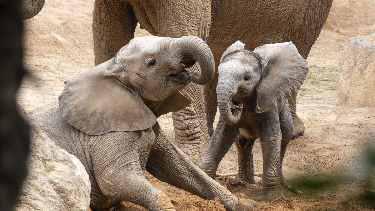 حقائق مدهشة عن اكبر مخلوق بري على كوكب الأرض