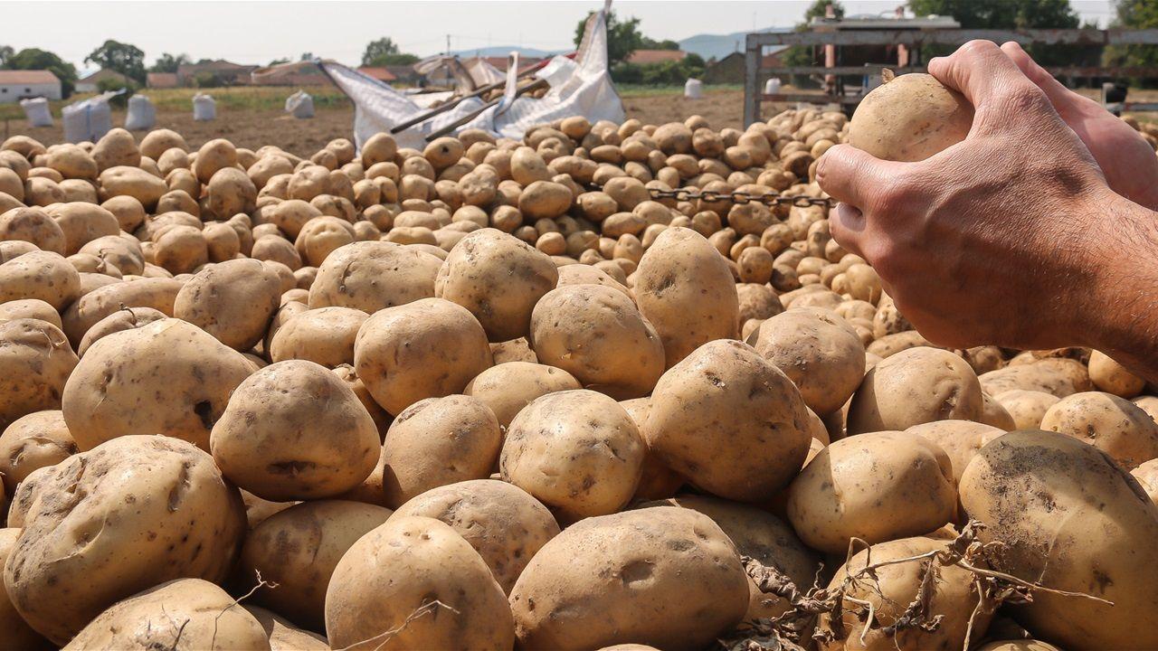  زراعة دهوك تعلن حظر استيراد البطاطا