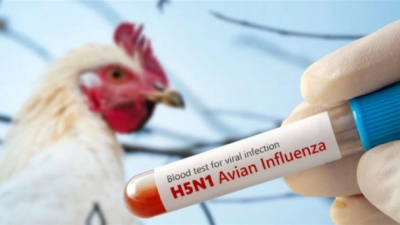 الولايات المتحدة تسجّل أول وفاة بسلالة نادرة من إنفلونزا الطيور