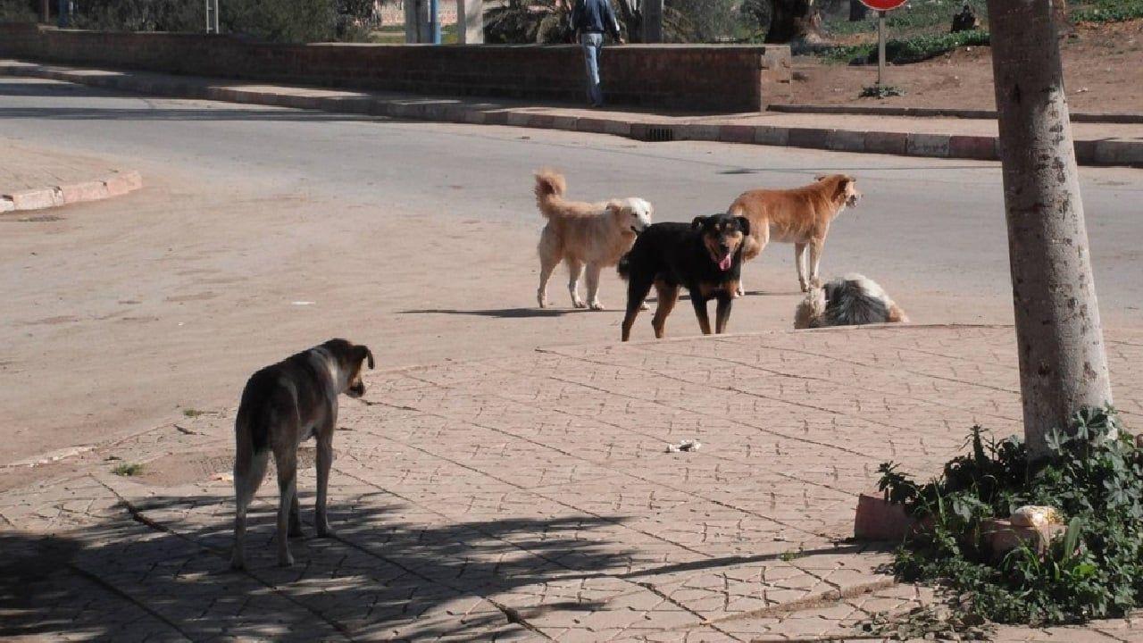 الصحة تحذر: داء الكلب قاتل 100% والنجاة مرهونة بساعات