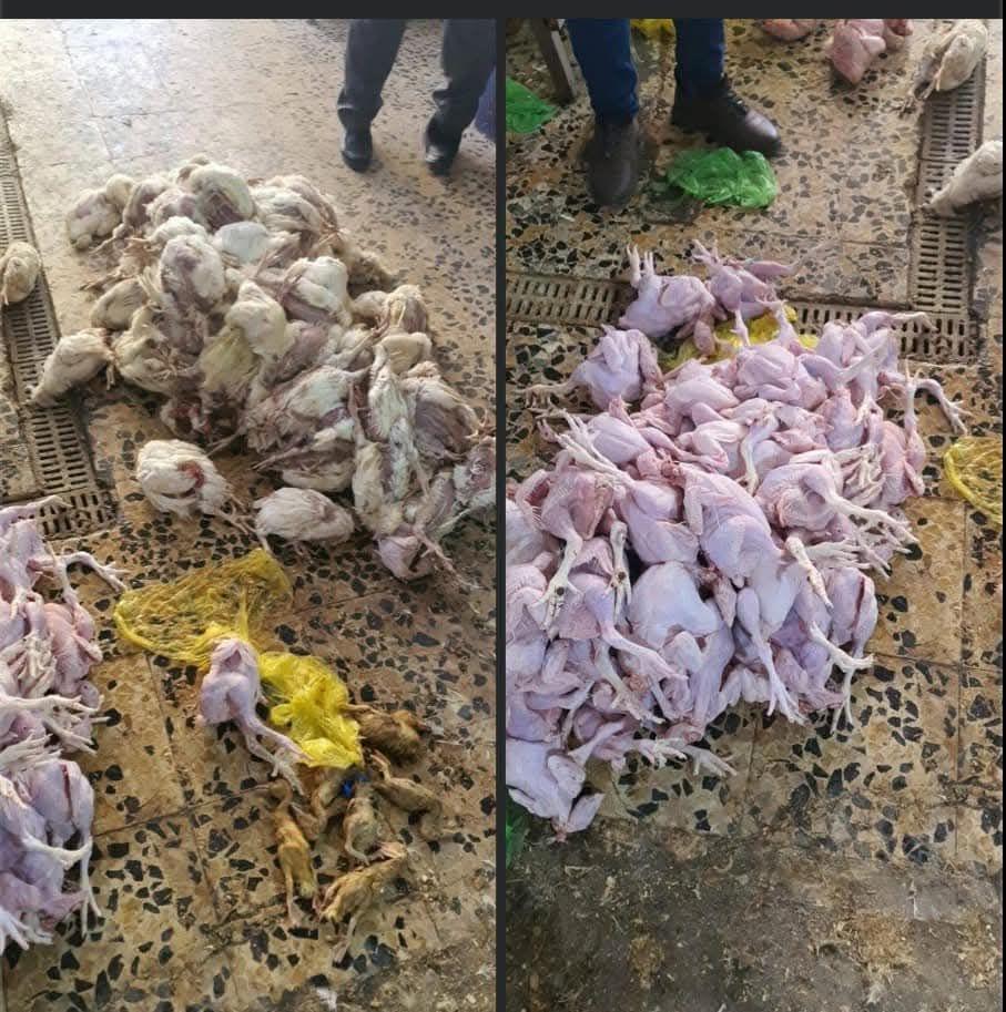 ضبط محل يذبح الدجاج الميت بفيروس "نيوكاسل" ويبيعه للمطاعم على شكل دجاج مذبوح وطازج في النجف