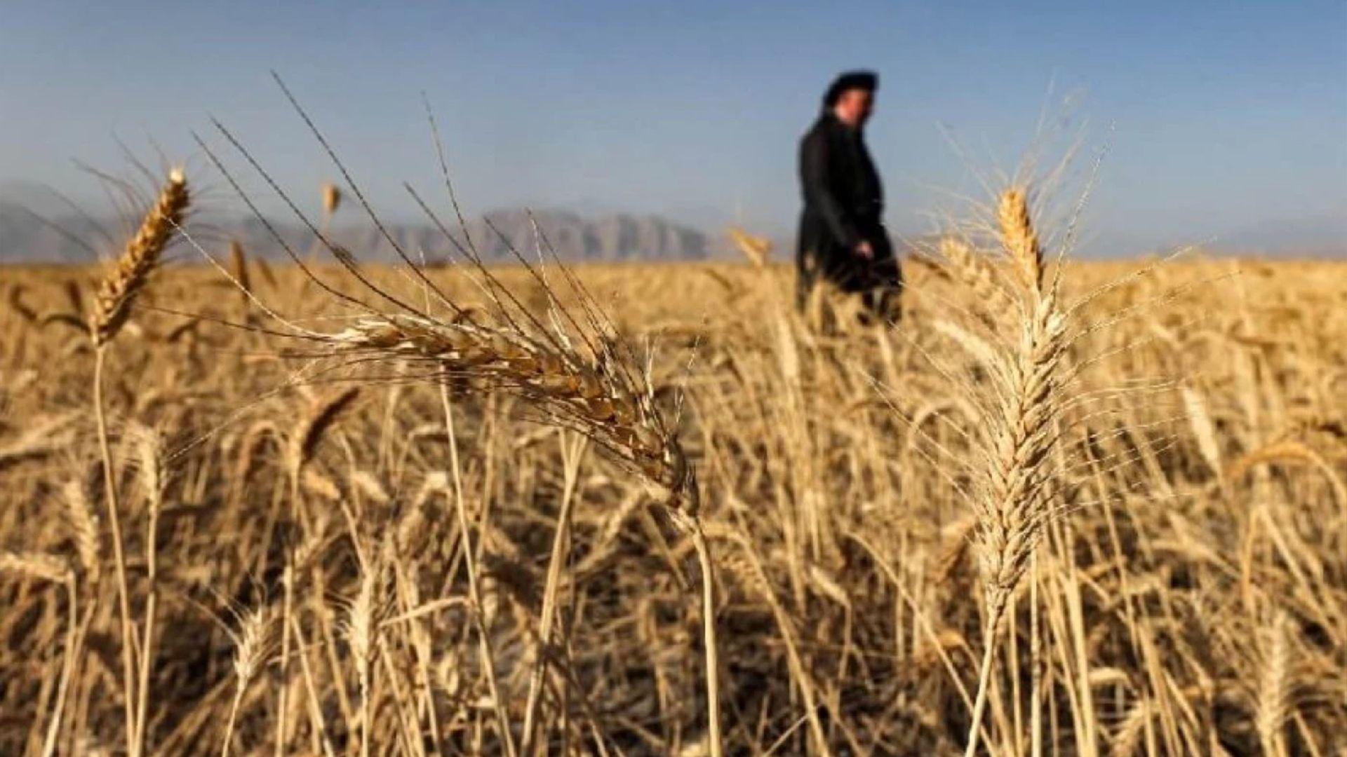 حكومەتی عیراق بڕیاریدا بە خەرجكردنی 100 ملیار دینار بۆ شایستەی جوتیاران