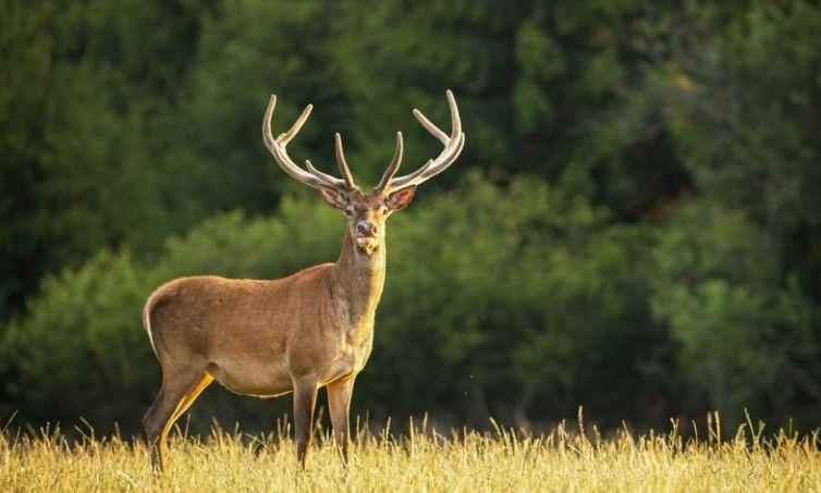 زومبي الغزلان.. مرض قاتل يتلف الدماغ ويهدد البشر