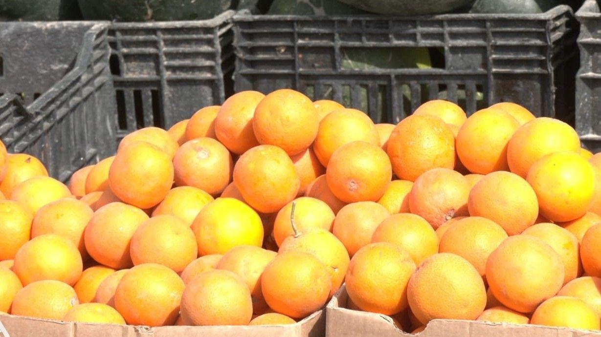 ديالى: إنتاج أكثر من 70 ألف طن من الحمضيات خلال الموسم الشتوي