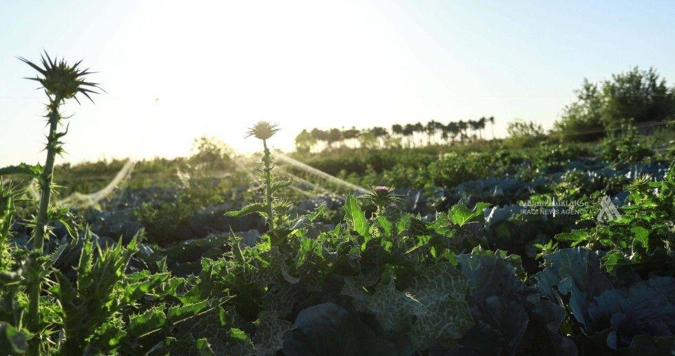 الزراعة: الموسم الحالي سيكون مثمراً وإقرار الخطة الشتوية مطلع تشرين الثاني