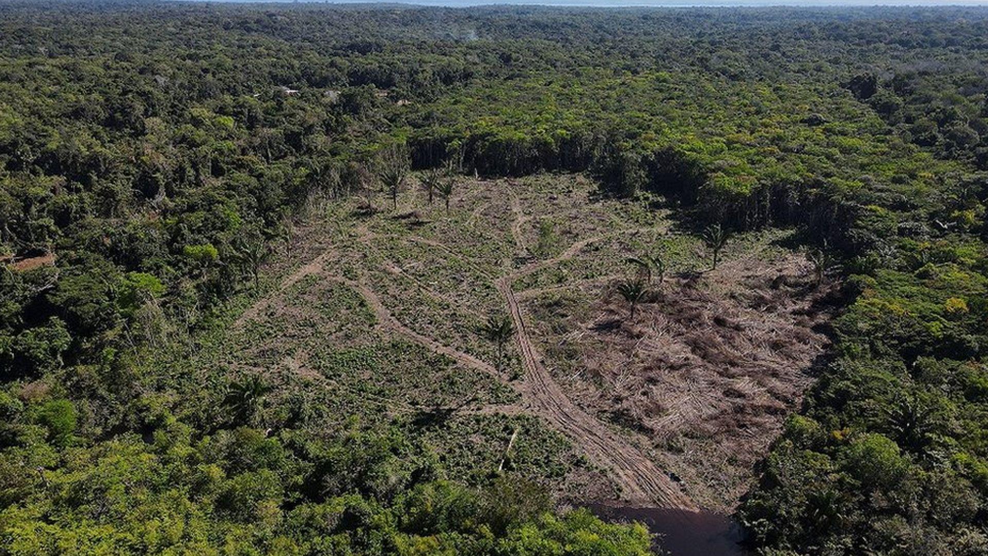 غابات الأمازون في البرازيل فقدت خلال 40 عاما ما يُعادل مساحة إسبانيا