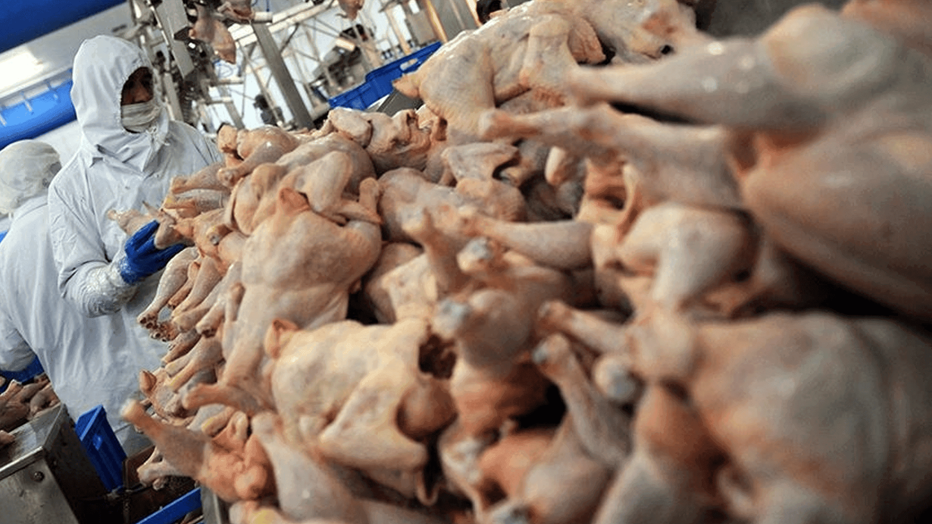 تورکیا هەناردەکردنی گۆشتی مریشکی راگرت