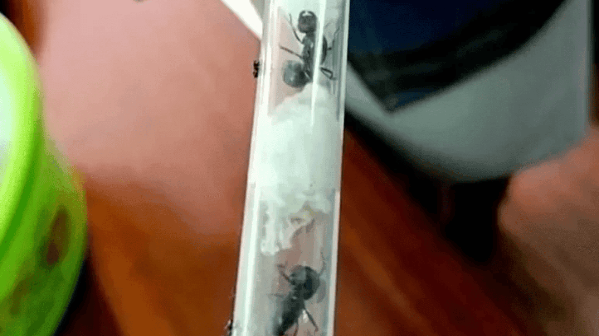 دوو گەنجی بەلجیکی لەسەر بە قاچاخ بردنی مێرولە دەستگیر کران