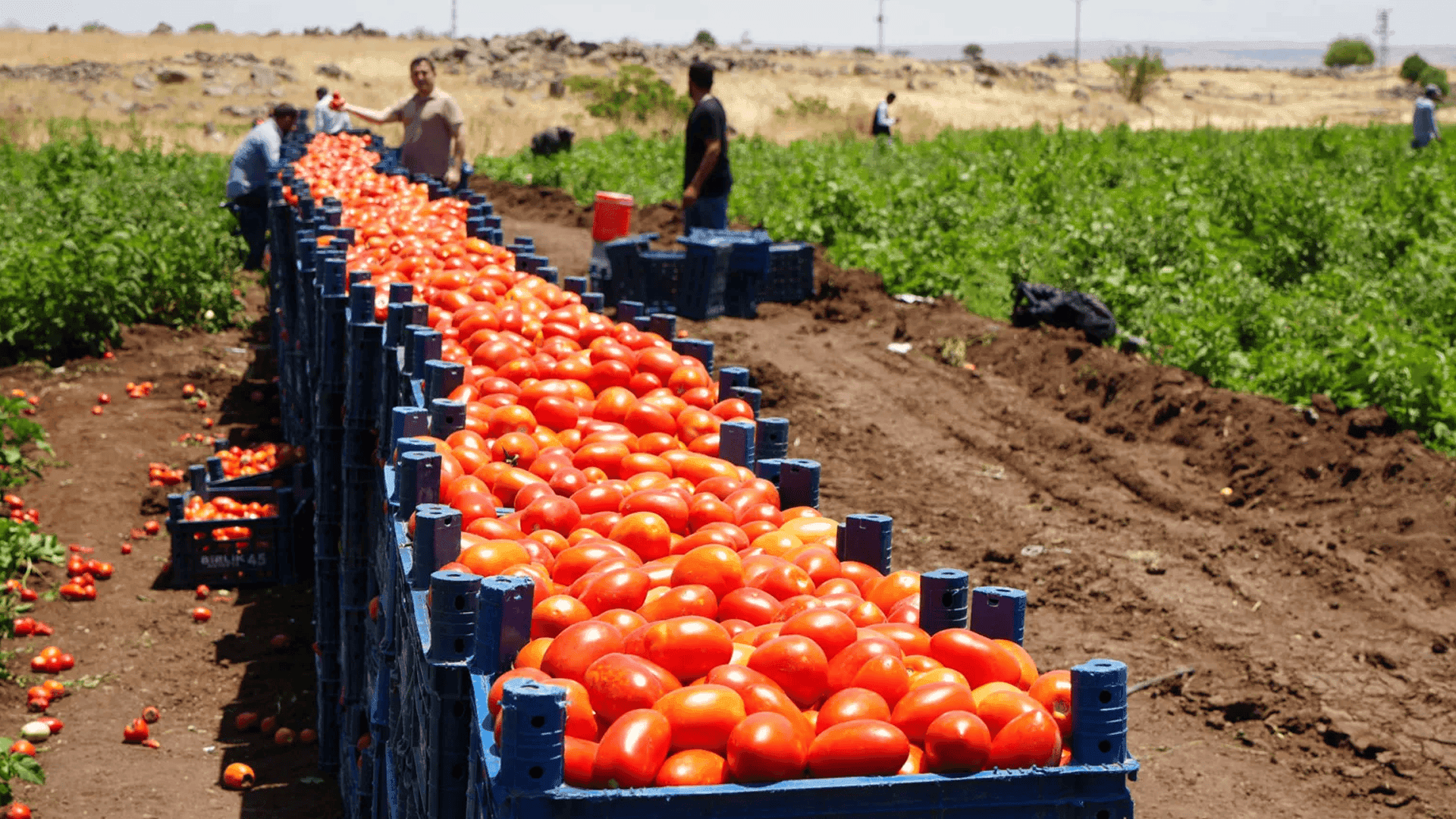 وەزارەتی کشتوکاڵی عیراق هاوردەکردنی تەماتەی لە هەرێمی کوردستانەوە قەدەغە کرد