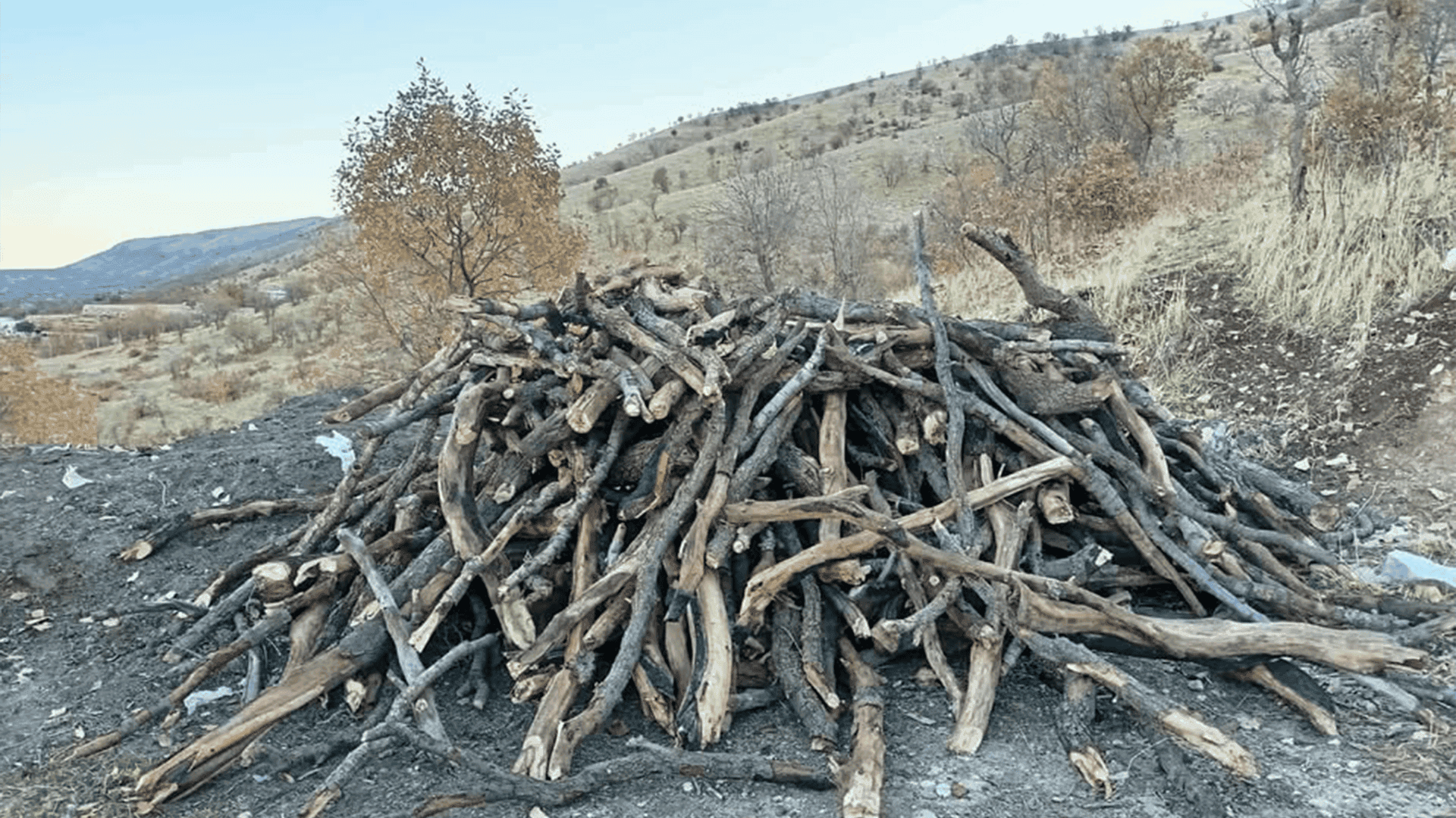 لە ماوەی دوو رۆژدا سێ کەس بە تۆمەتی بڕینەوەی دار دەستگیرکران