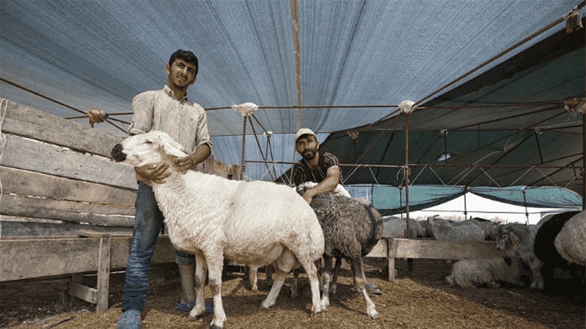 تورکیا... بەهۆی قوربانیکردنەوە زیاتر لە 14 هەزار کەس برینداربوون