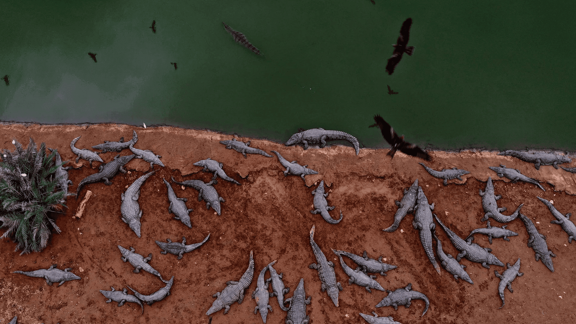 ئیسرائیل هۆکاری کوشتنی بە کۆمەڵی تیمساحەکان ئاشکرادەکات