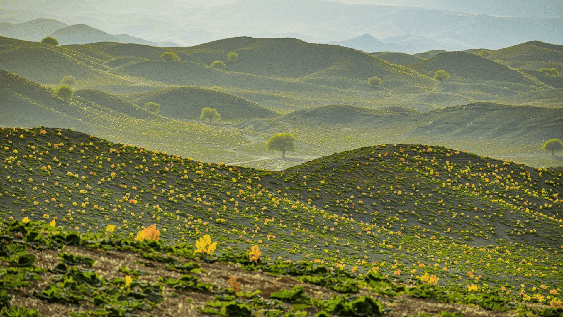 روبەری دەشتی رێواس لە كرمان دەگاتە نۆ هەزار و 600 دۆنم