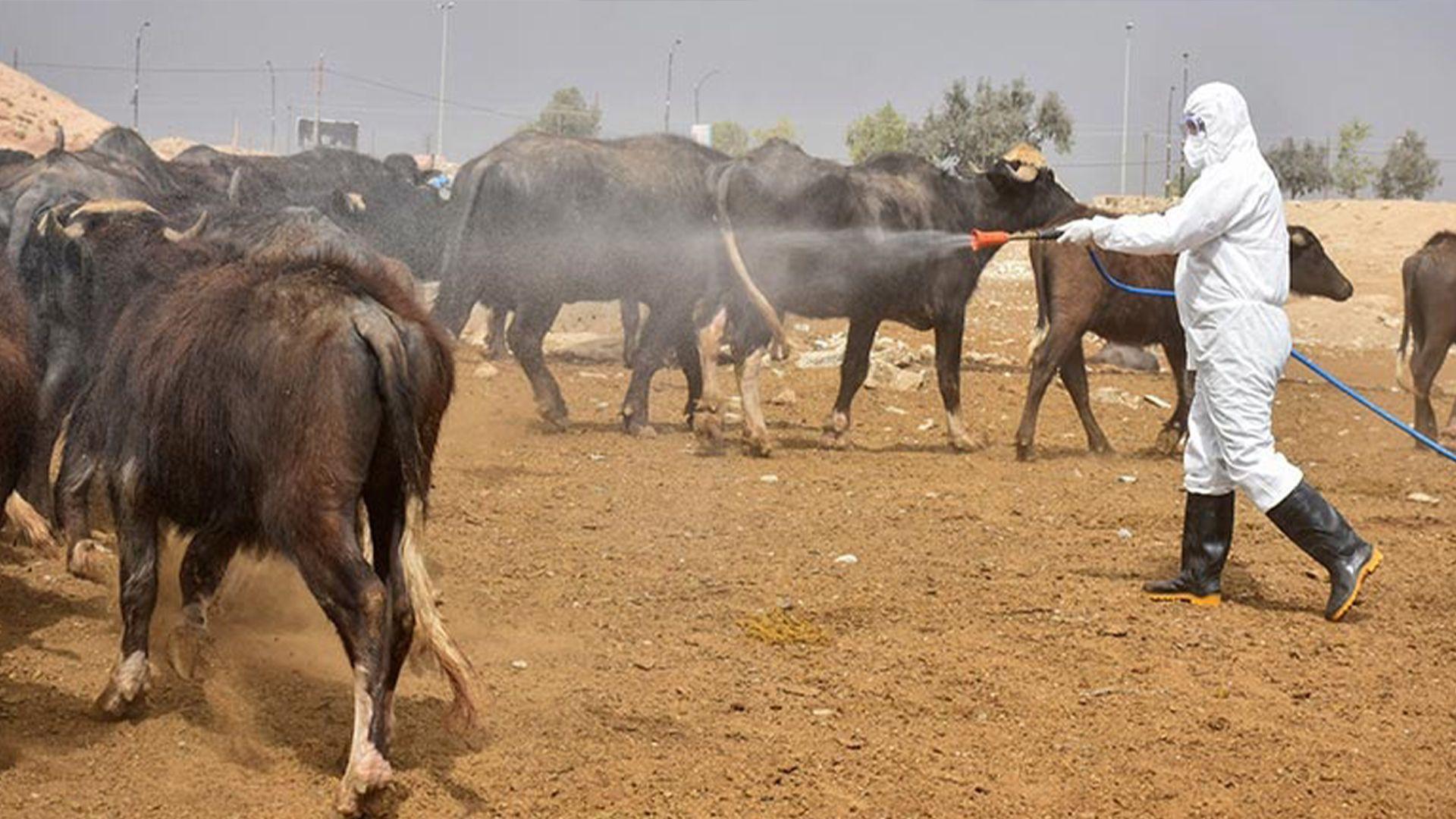وتەبێژی وەزارەتی تەندروستی: یەکەم حاڵەتی تای خوێنبەربوون لە هەرێمی کوردستان تۆمارکرا
