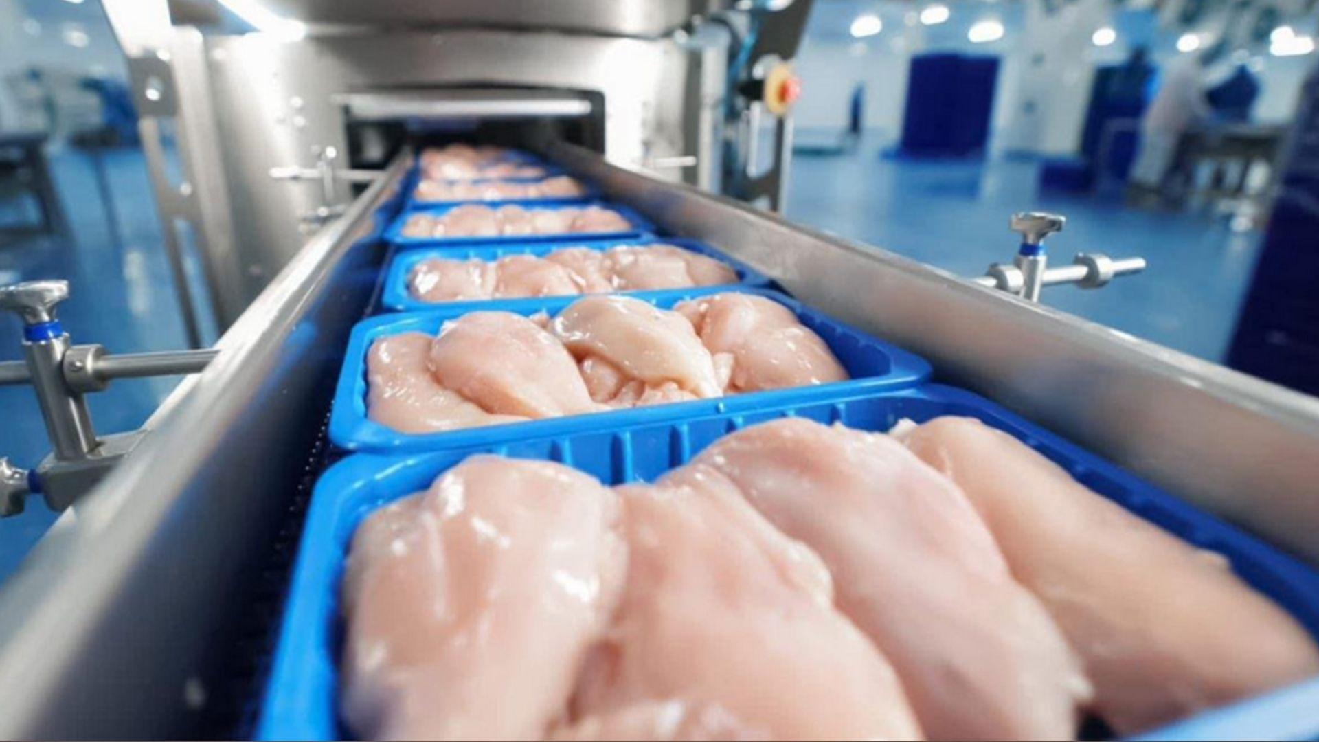 كشتوكاڵی عیراق: هاوردەكردنی مریشكی بەستوو قەدەغە دەكرێت