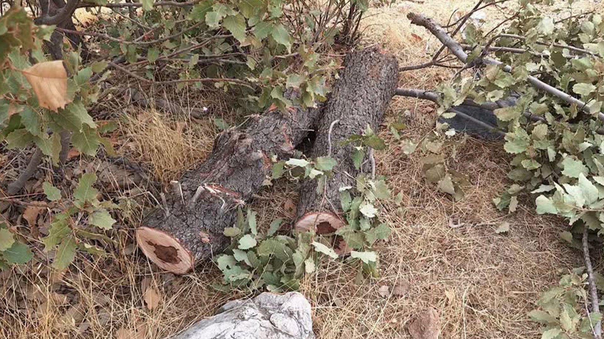پۆلیسی دارستانی سلێمانی هاووڵاتییەکی لە سنوری قەرەداغ دەستگیرکرد