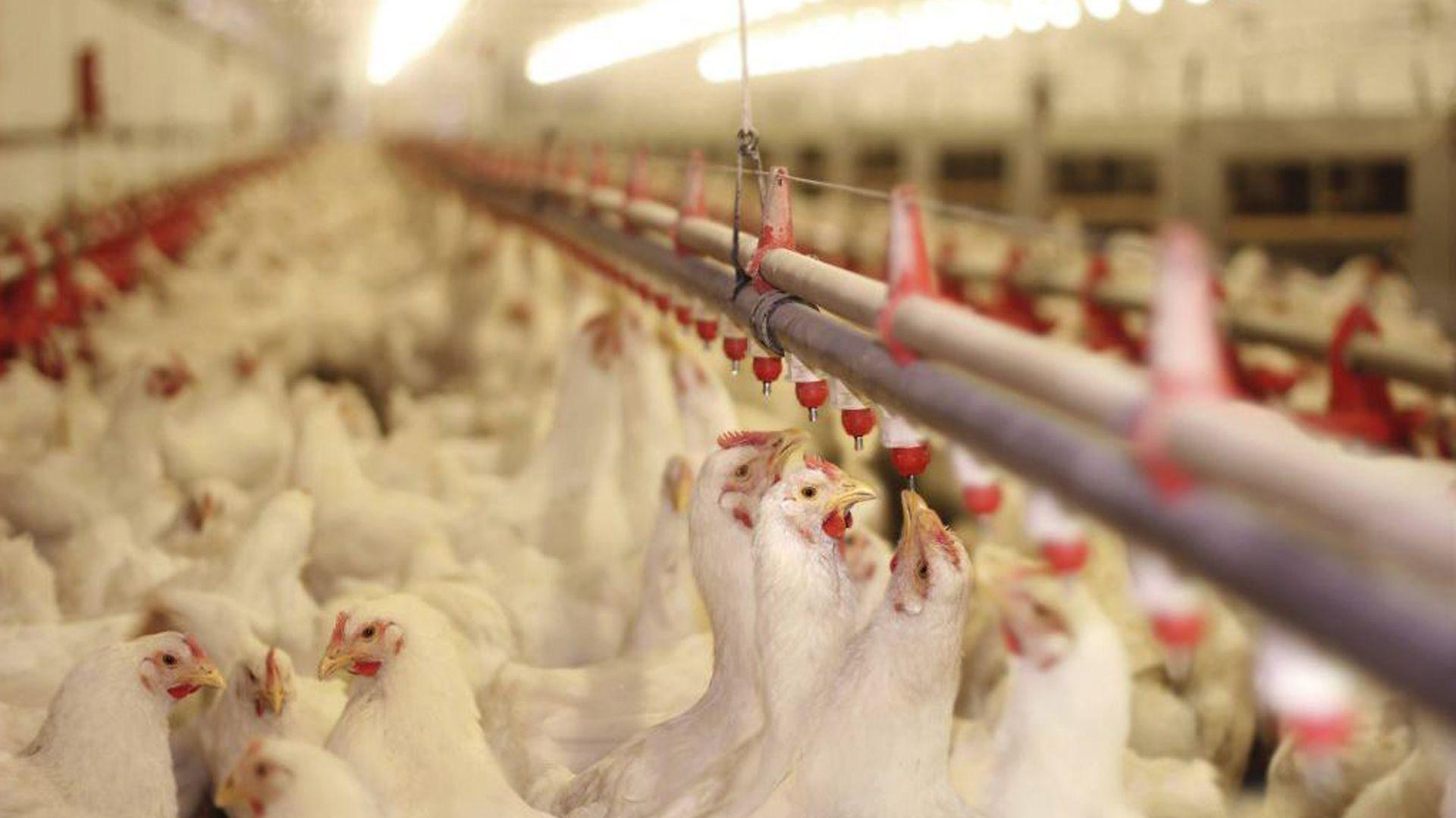 كێڵگە پەلەوەرییەكان: لە بەرهەمەمهێنانی مریشك زیانی گەورەمان بەركەوتووە